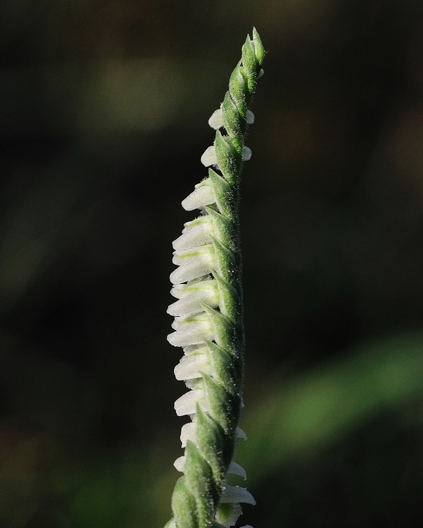 Spiranthes spiralis